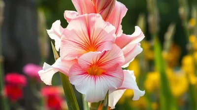 August: The Heart of Summer